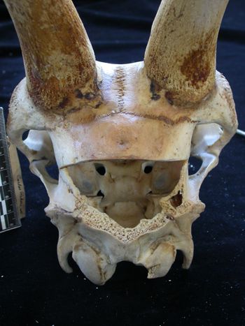 Media type: image;   Mammalogy 17392